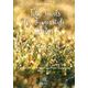 Acoustic Music Books Folk Jewels Fingerstyle Guitar